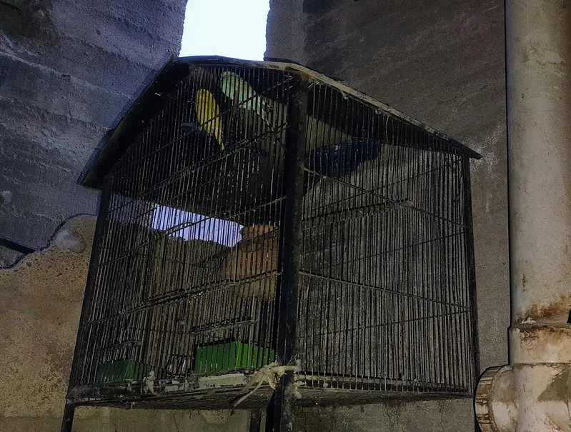 big and small cages — photo 6