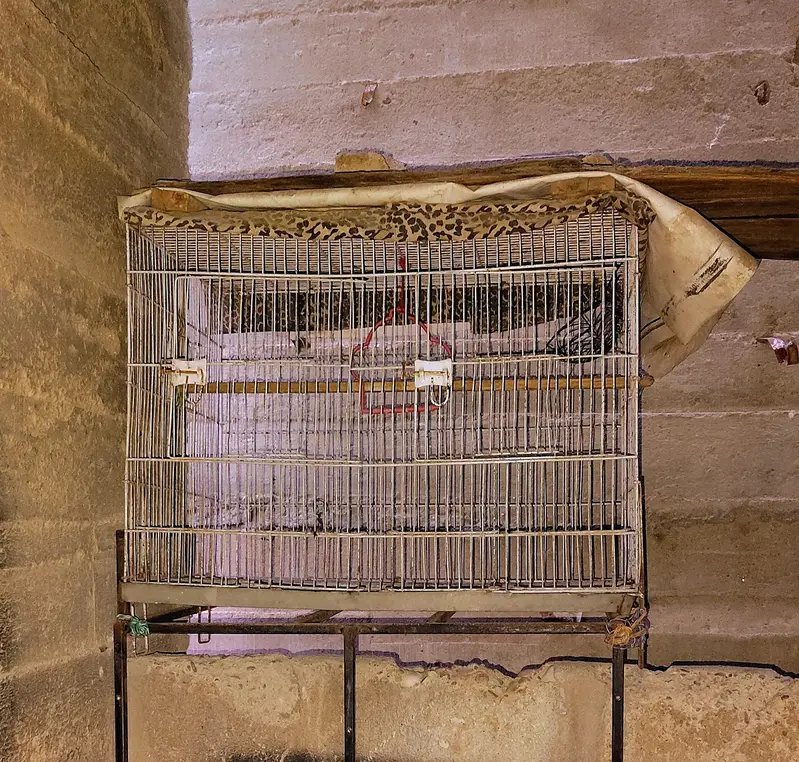big and small cages — photo 7