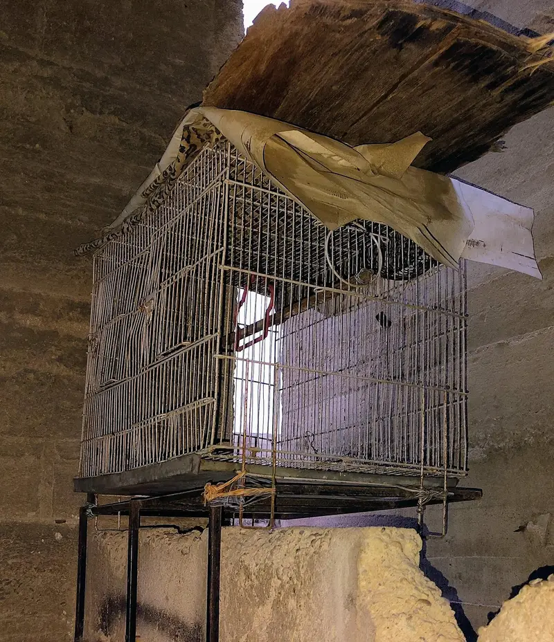 big and small cages — photo 8