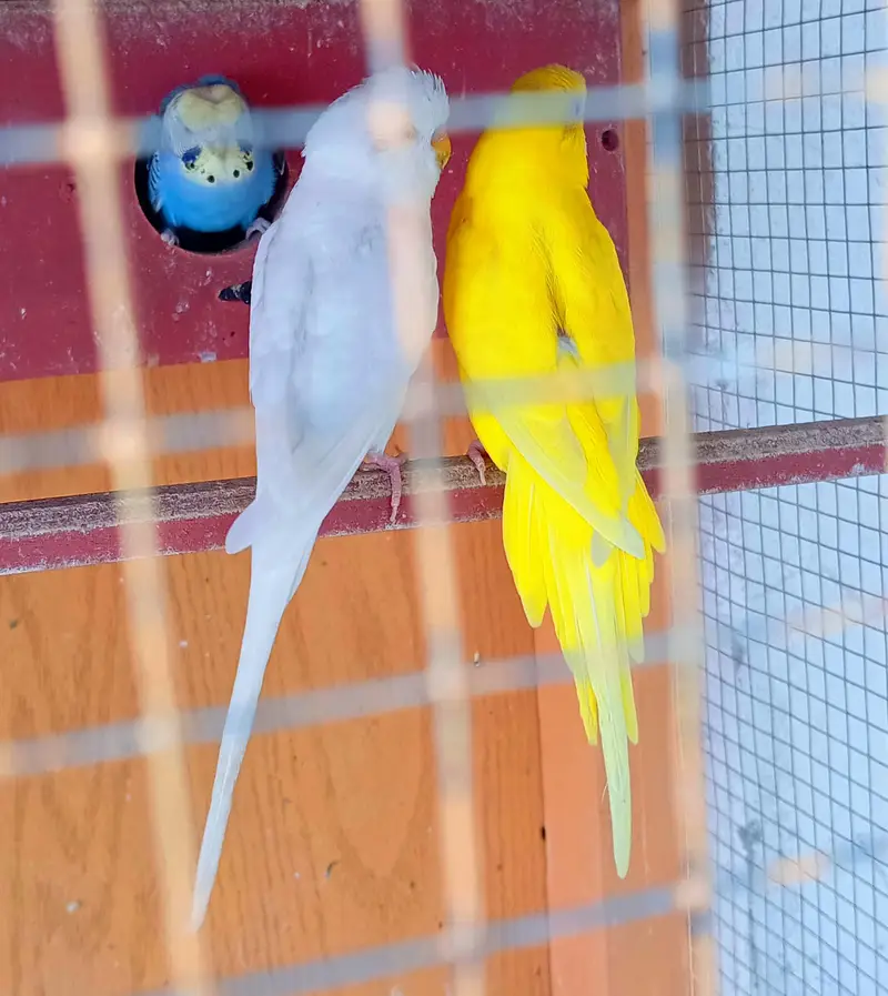 confirm breeder pair