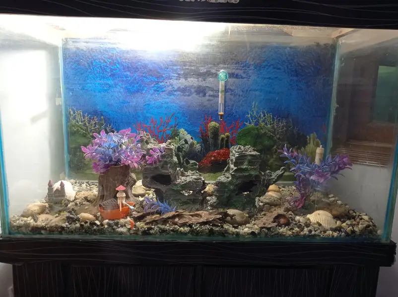 3 ft aquarium — photo 2