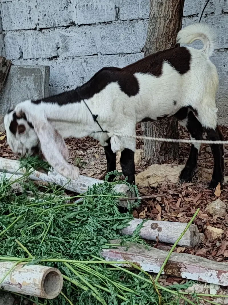 barbani nasal k jori qurbani 2027