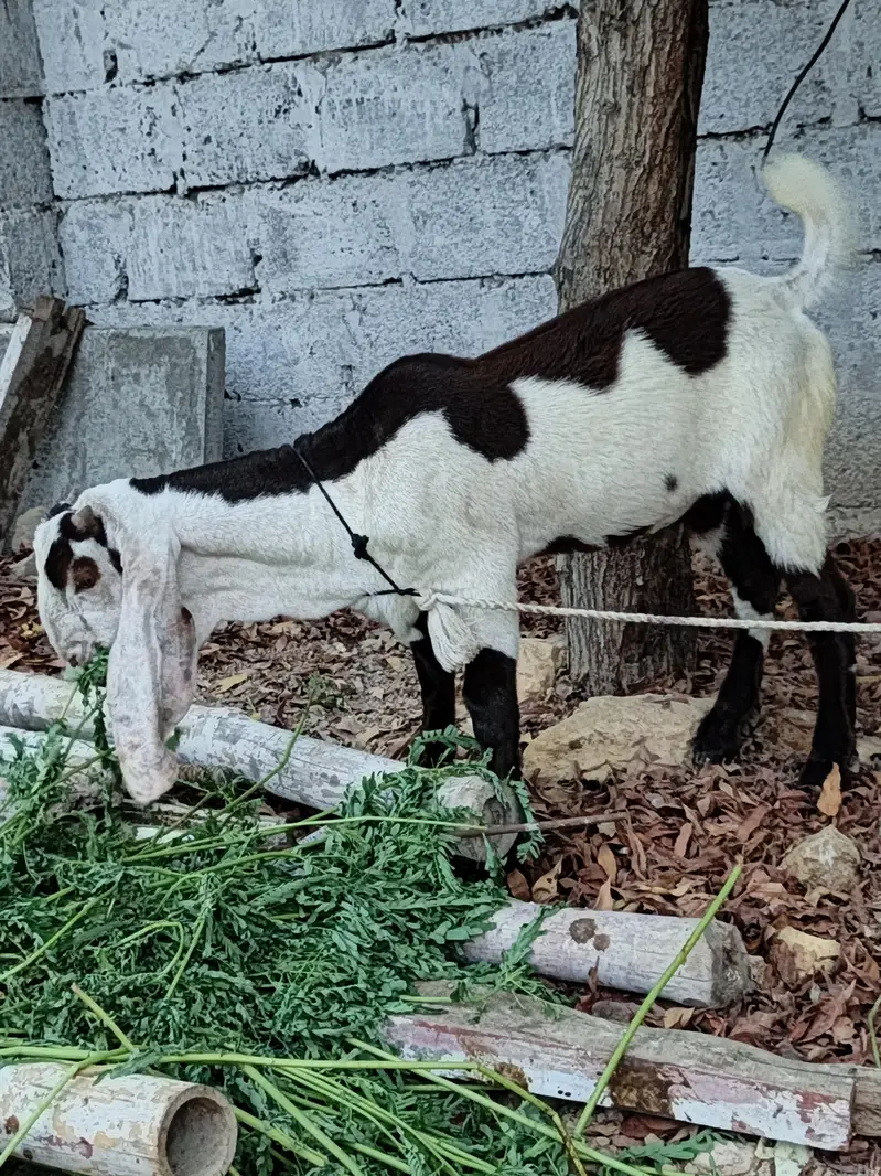 barbani nasal k jori qurbani 2027 — photo 3