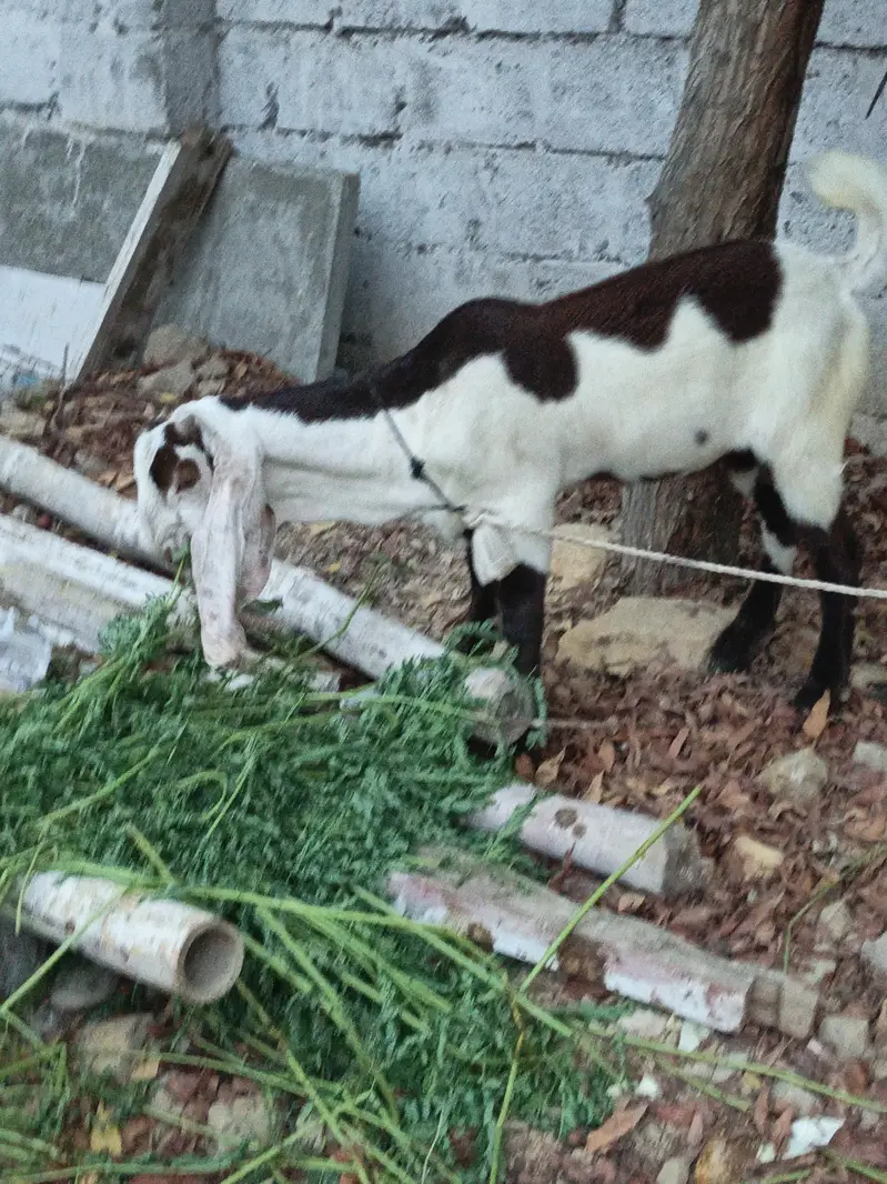 barbani nasal k jori qurbani 2027 — photo 4