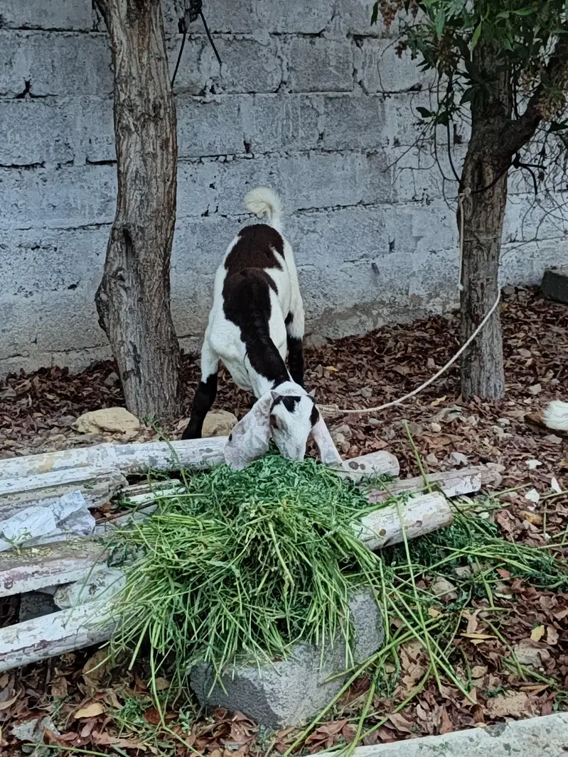 barbani nasal k jori qurbani 2027 — photo 7