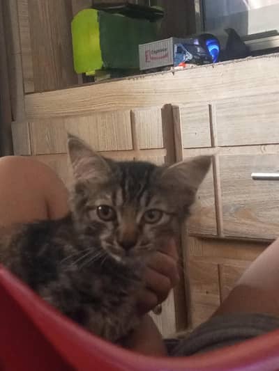 4 kittens for sale