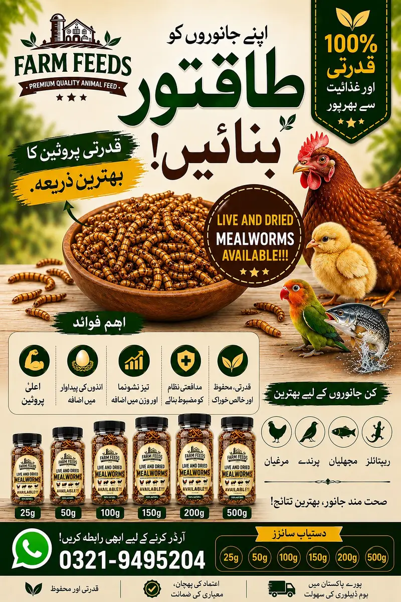 Highly Protein Food - Live & Dried Mealworm