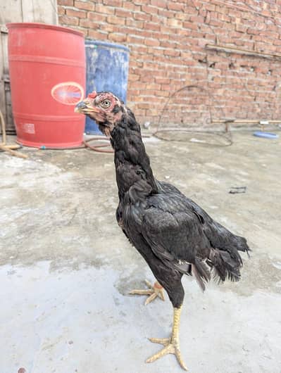 Pure Pakistani Murgi