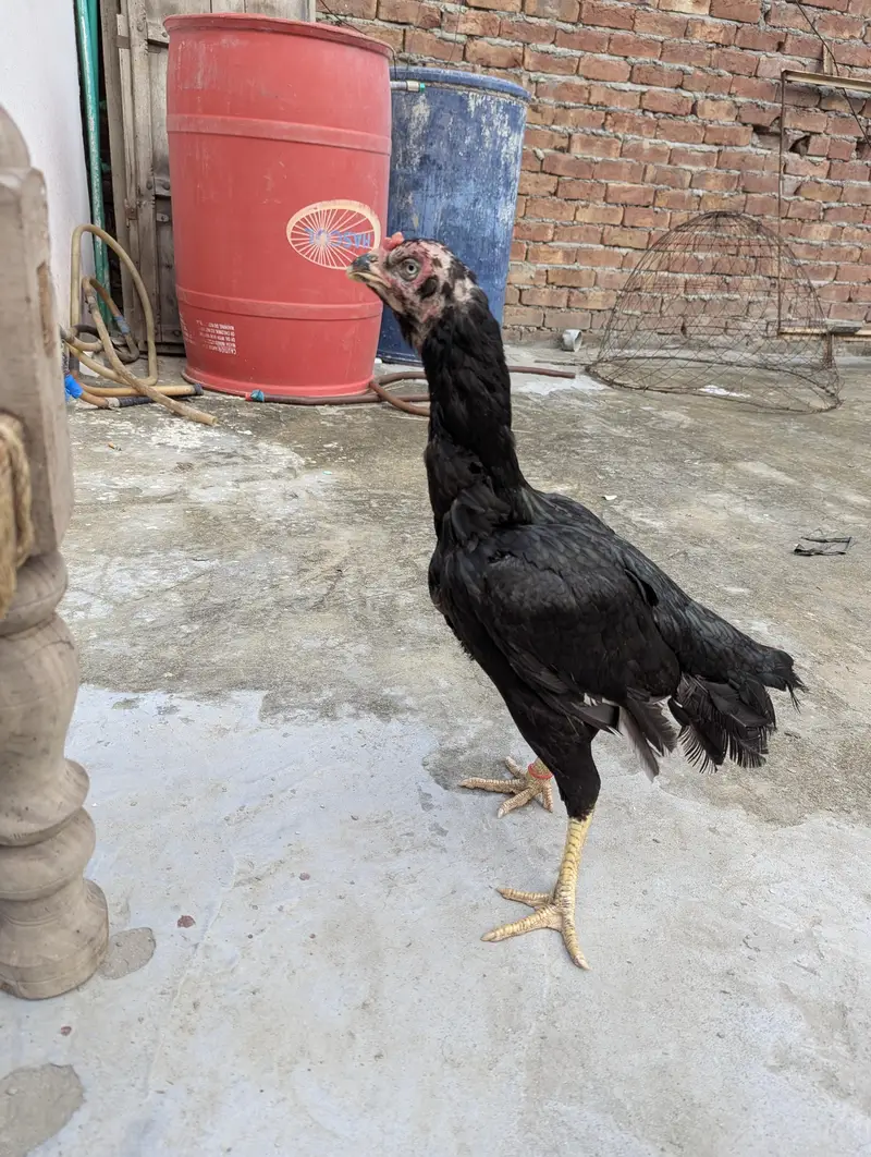 Pure Pakistani Murgi — photo 2
