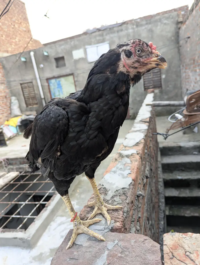 Pure Pakistani Murgi — photo 3