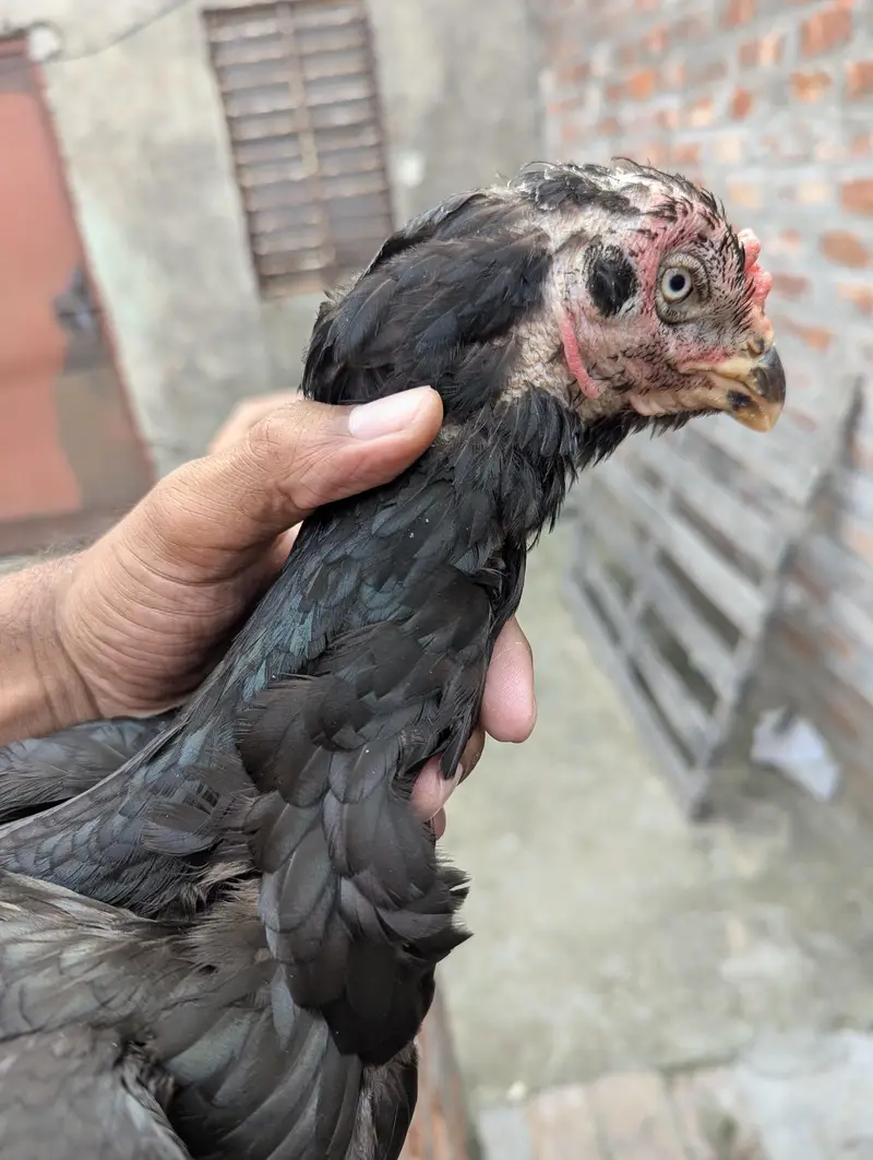 Pure Pakistani Murgi — photo 5