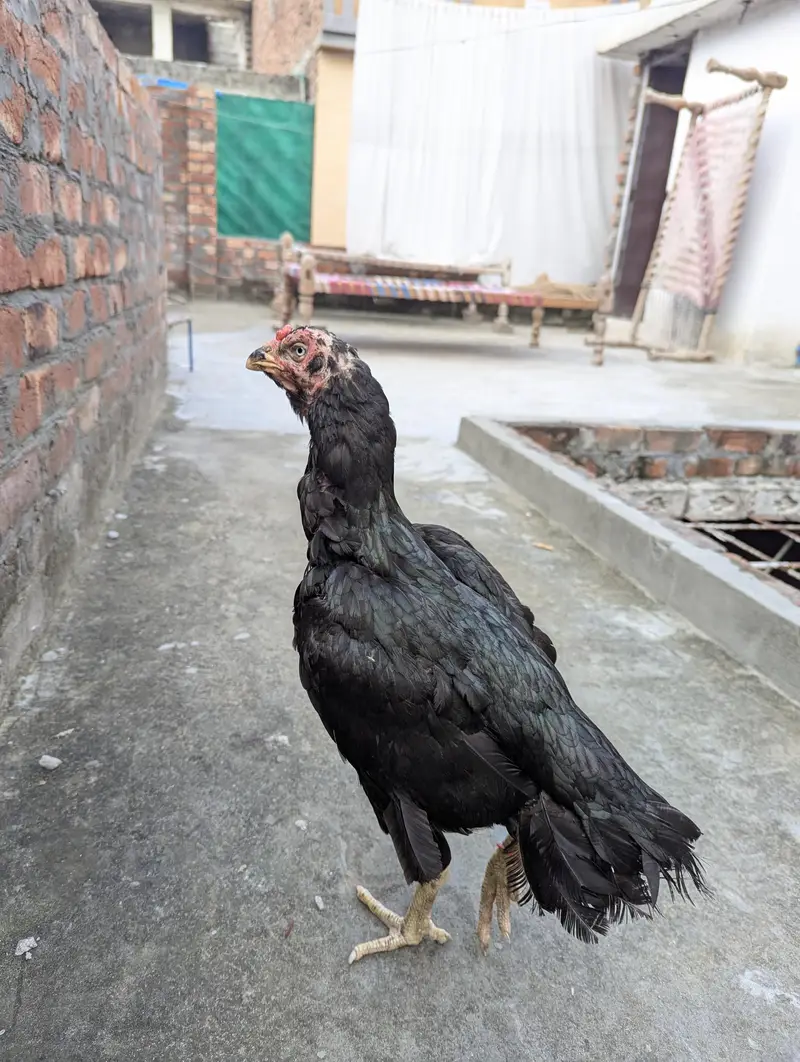 Pure Pakistani Murgi — photo 7