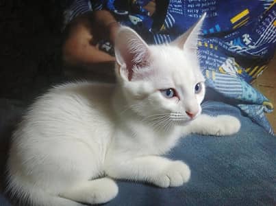 Persian cat for sale