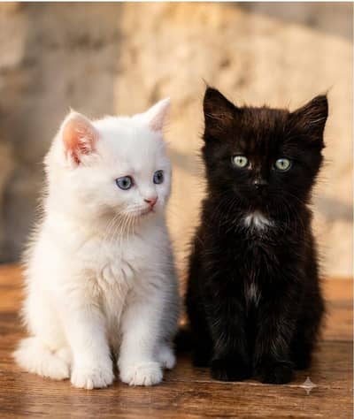 Persian Breed