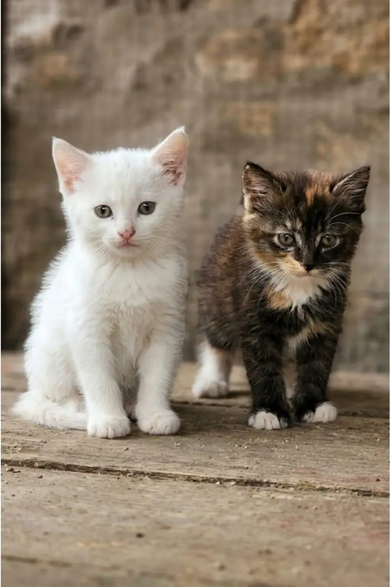 Persian Breed — photo 2