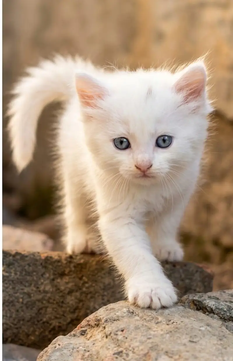 Persian Breed — photo 3