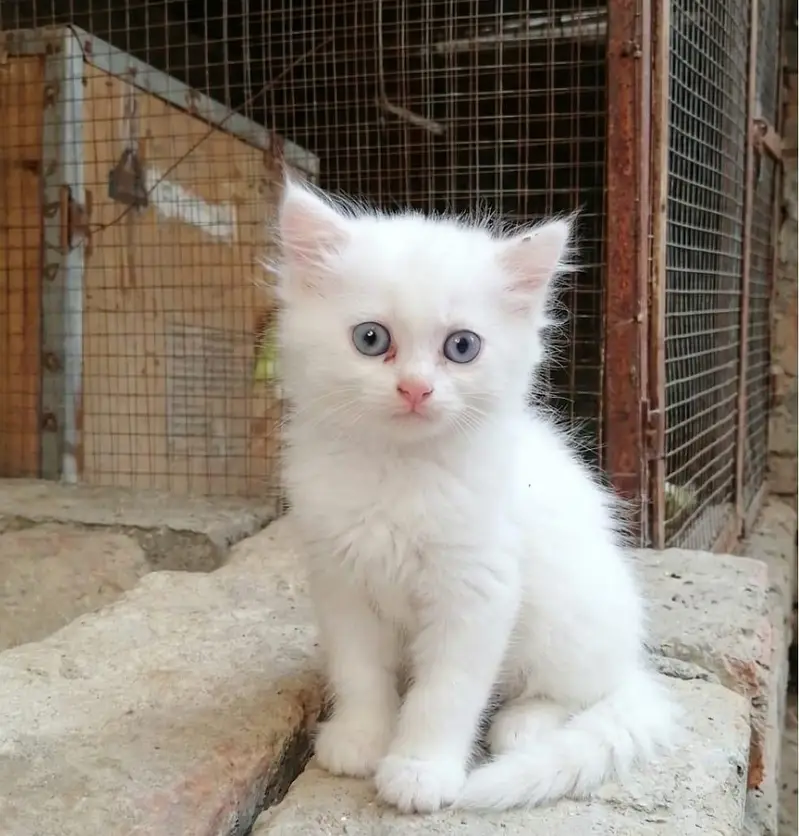 Persian Breed — photo 4