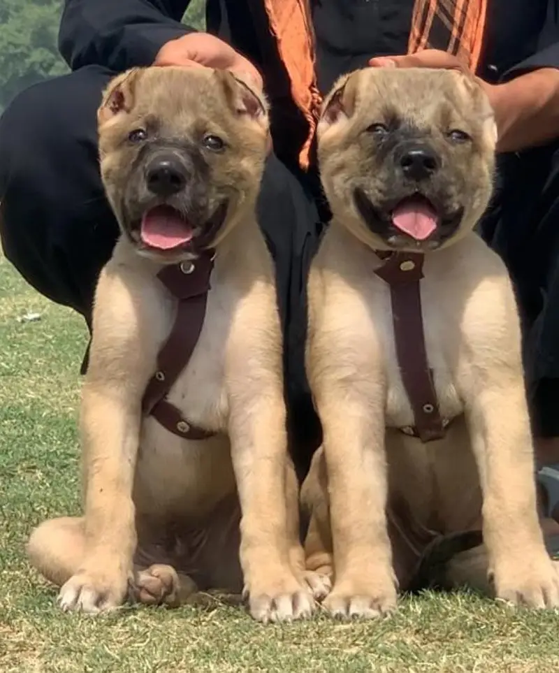 Kurdish kangal puppies security Dog available — photo 2