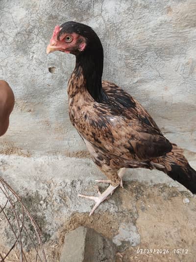 Aseel For sale