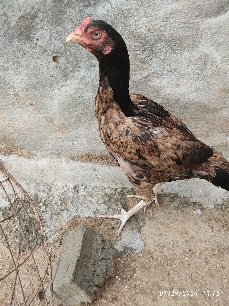 Aseel For sale — photo 2