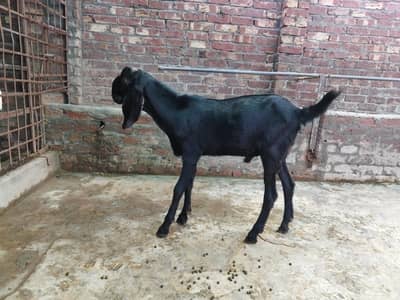 Pure black bakra