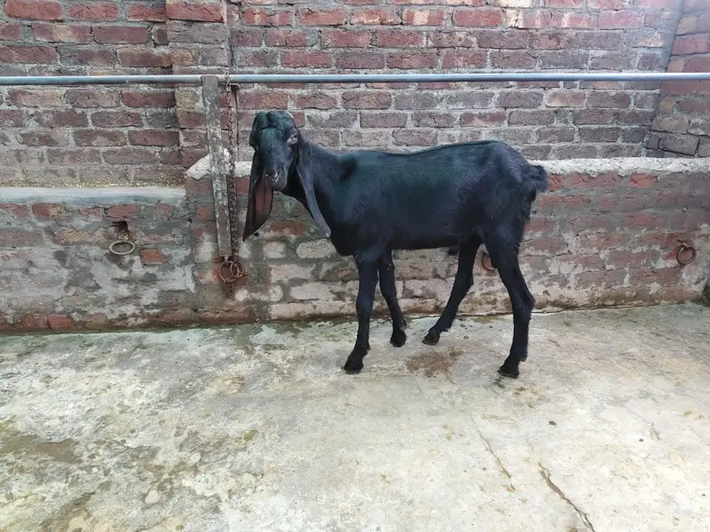 Pure black bakra — photo 2