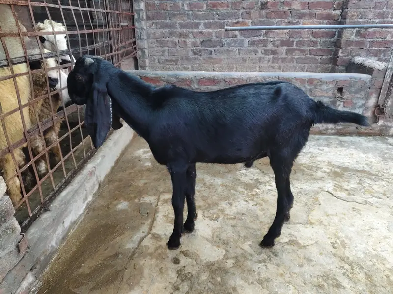 Pure black bakra — photo 3