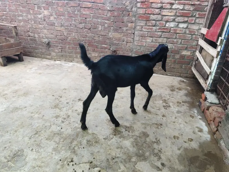 Pure black bakra — photo 4