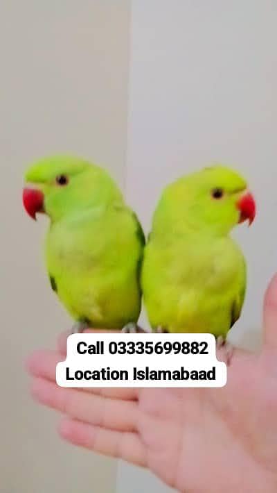 Single 5,500 Hand Tamed Friendly Green Ring Neck Parrot's Male/Female