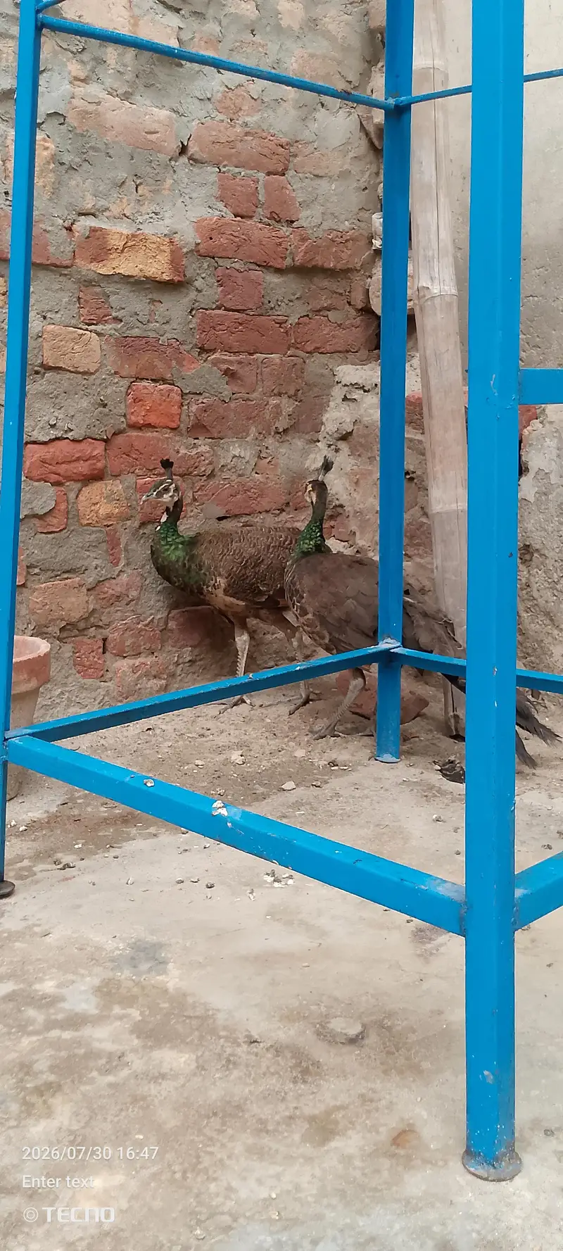Spalding/Emerald Green Peacock — photo 2