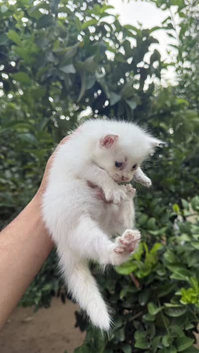 Persian kitten