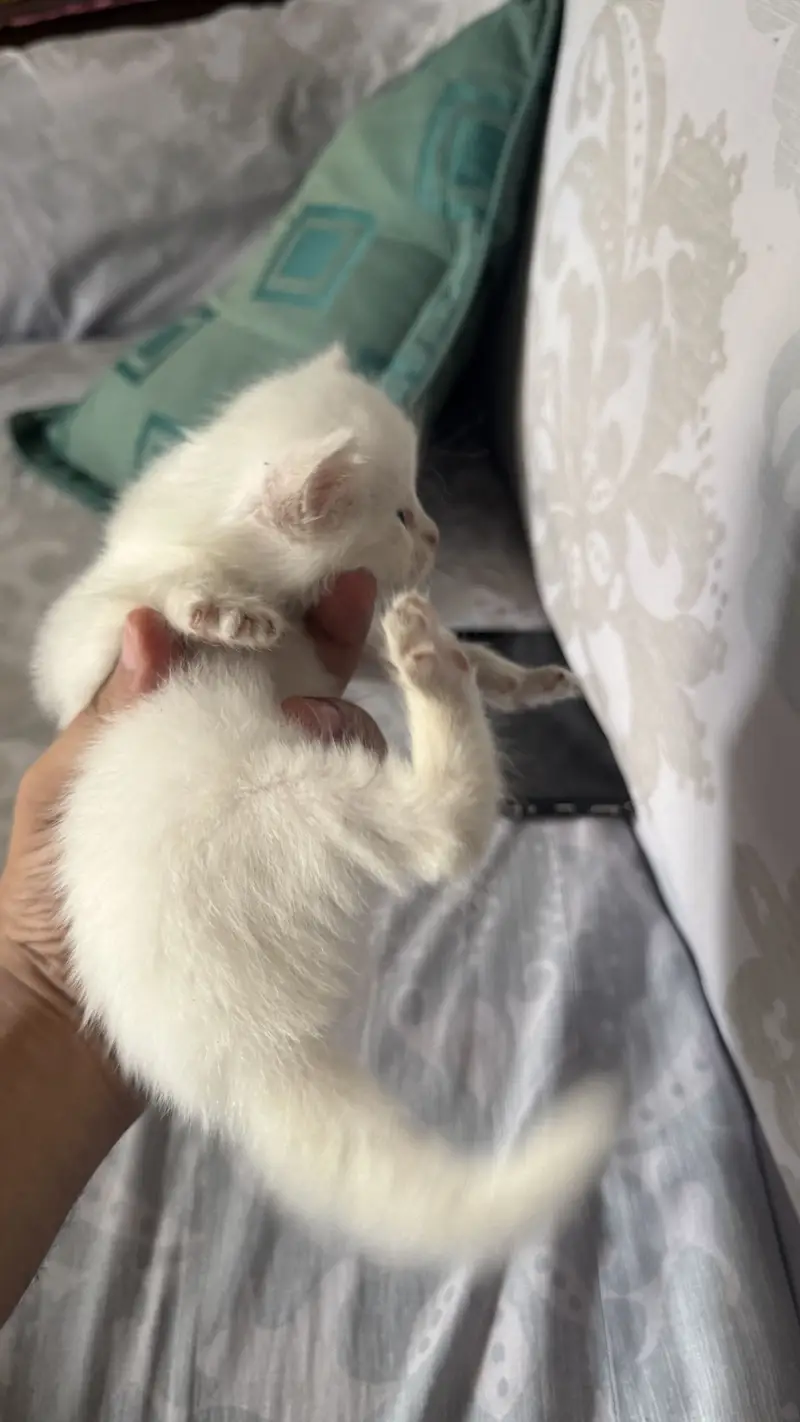 Persian kitten — photo 2