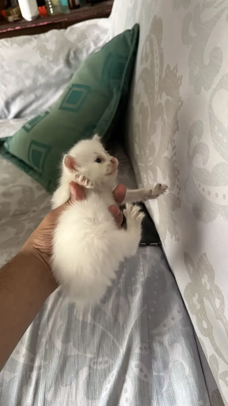 Persian kitten — photo 3