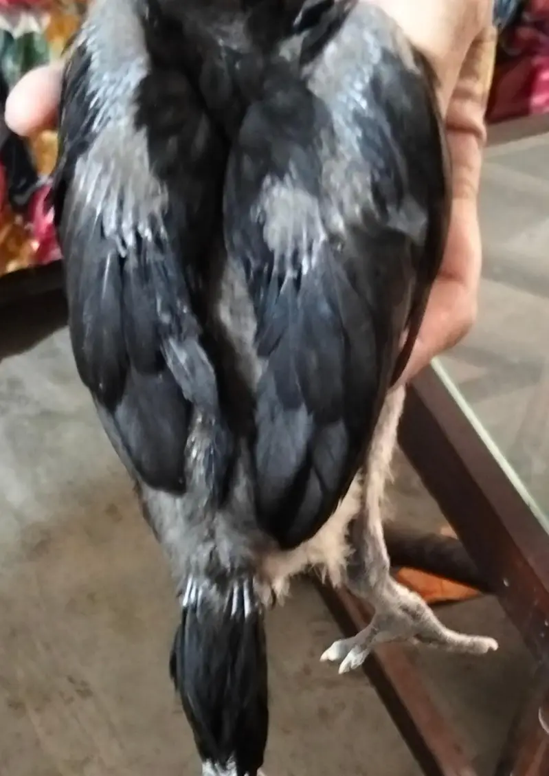 pure black and blue dragon chicks — photo 2