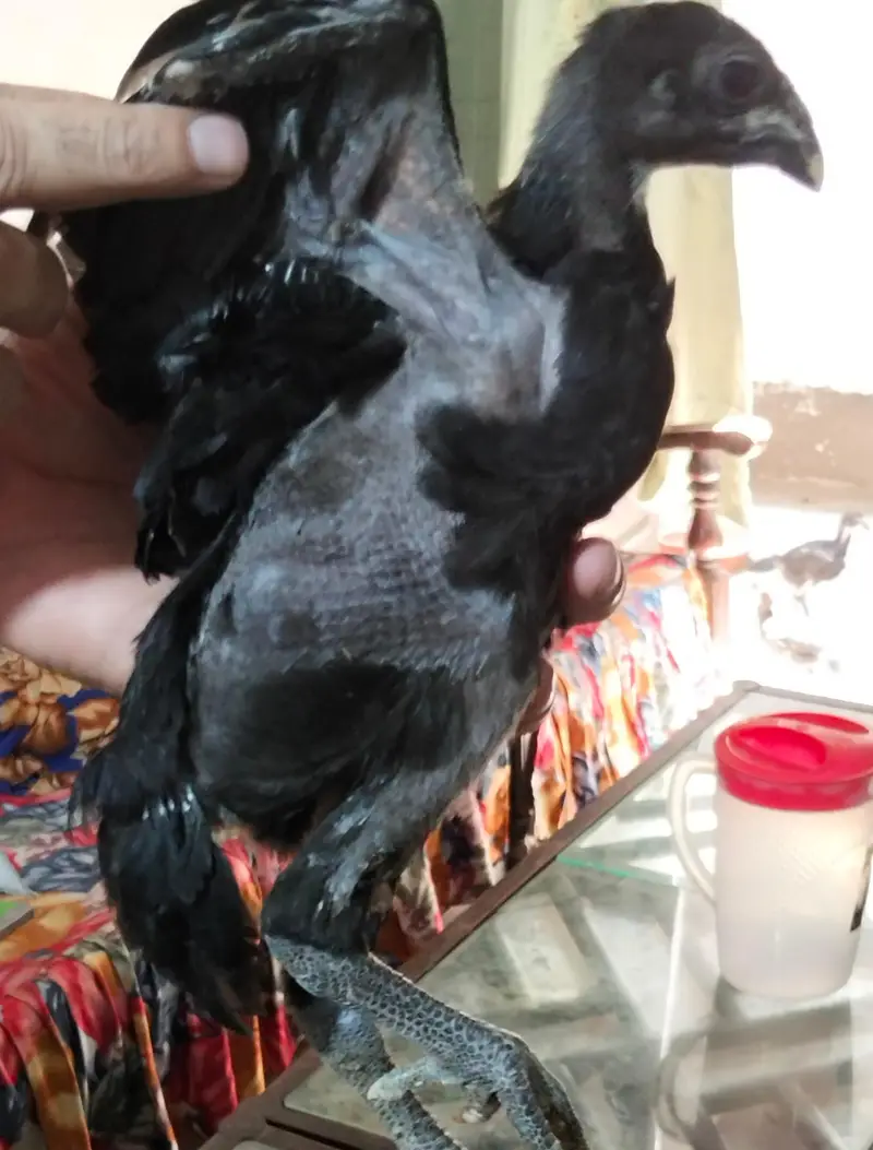 pure black and blue dragon chicks — photo 3