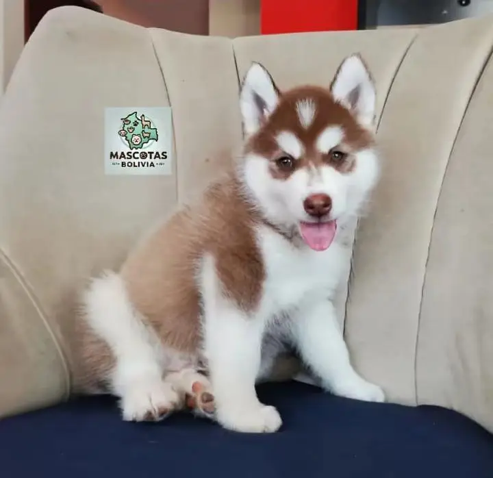 Siberian Husky  for sale — photo 2