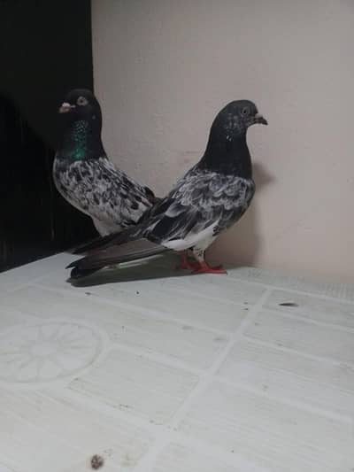 Breeder pair