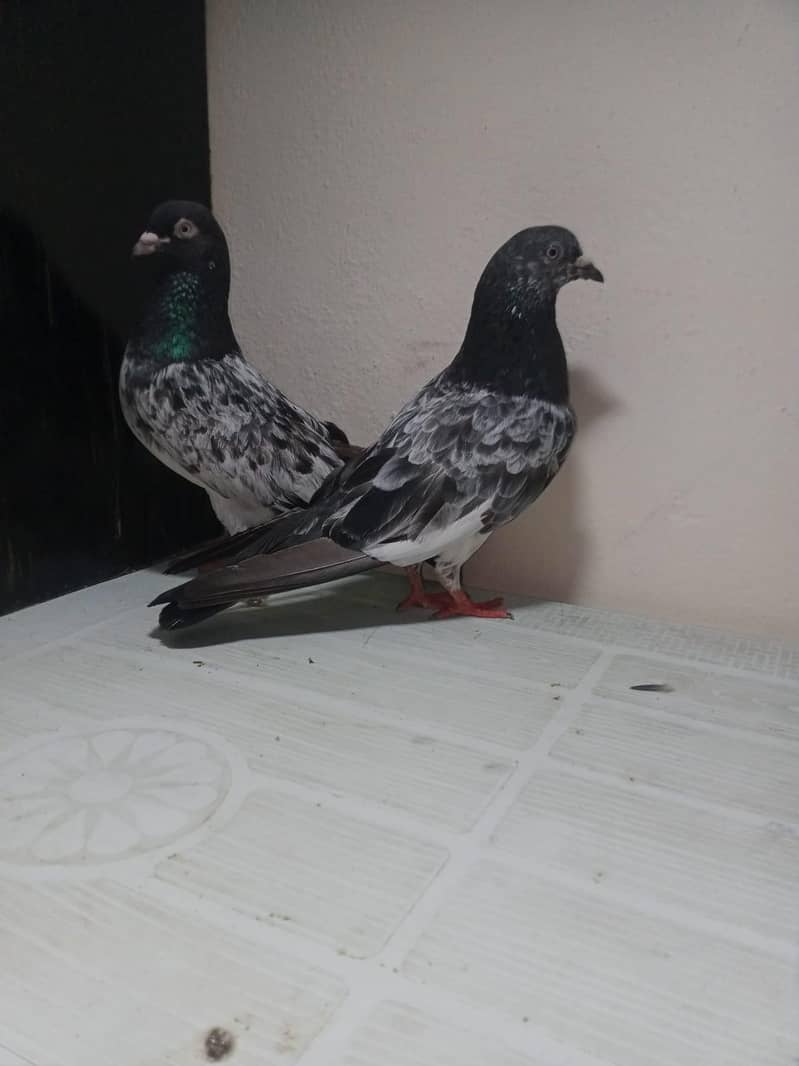 Breeder pair 0