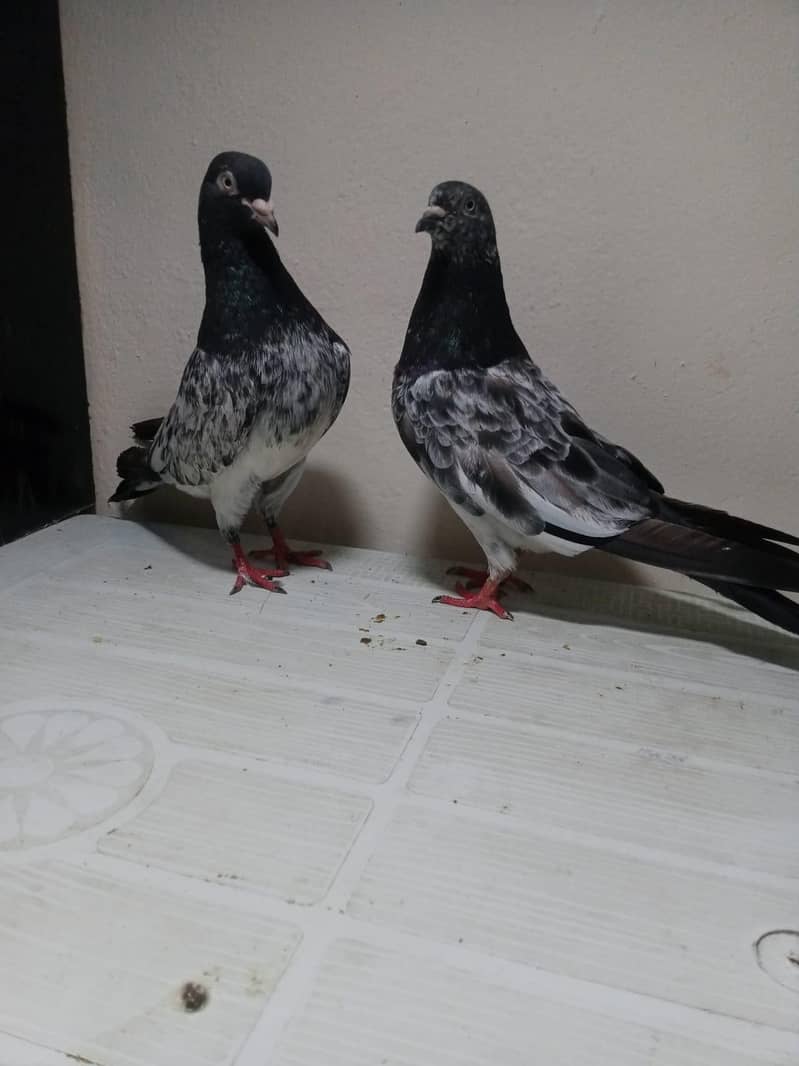 Breeder pair 1