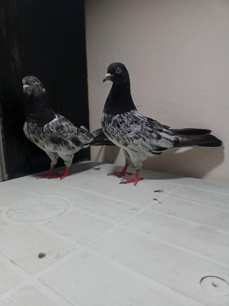 Breeder pair 2