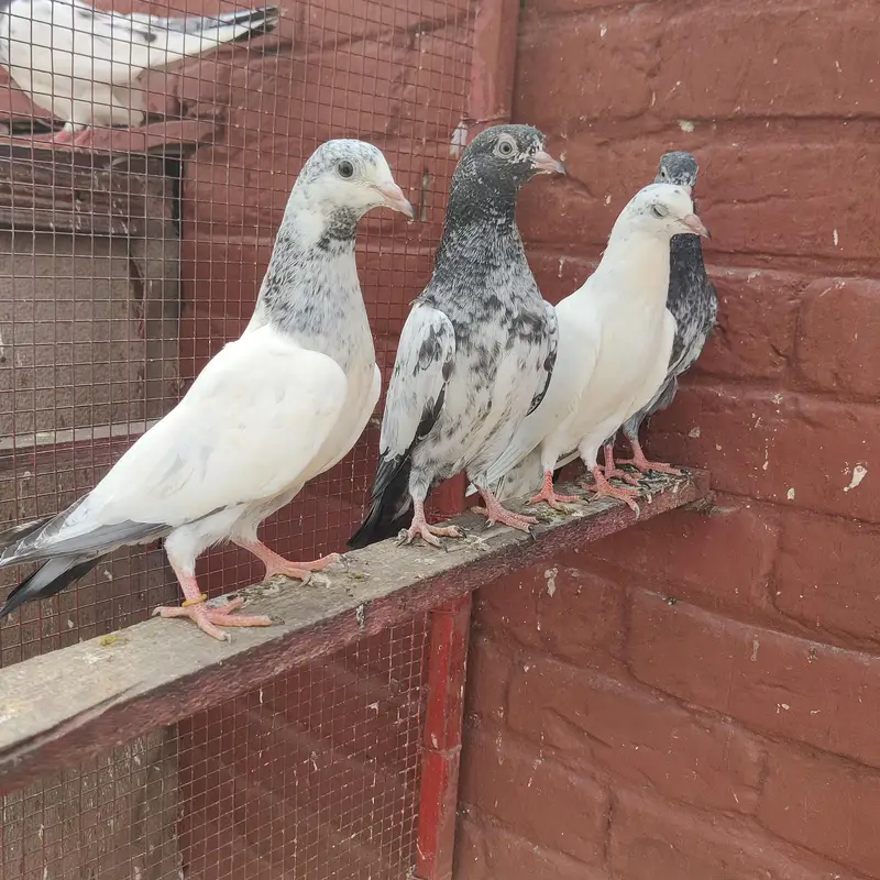Baby pigeon fir sale only 1500 pr