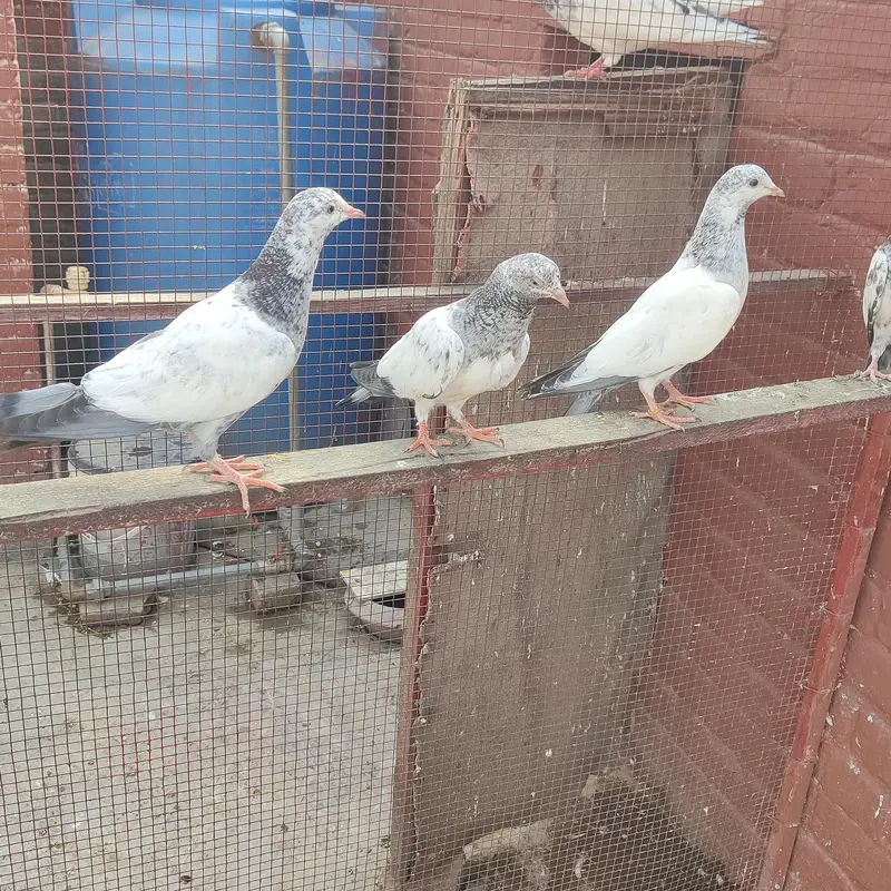 Baby pigeon fir sale only 1500 pr — photo 2