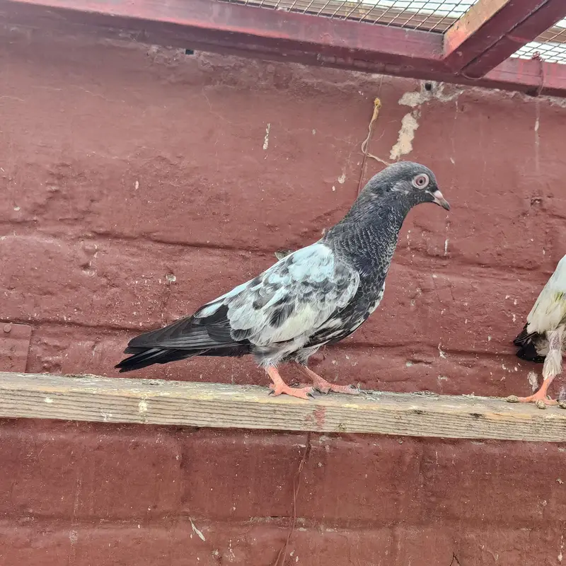 Baby pigeon fir sale only 1500 pr — photo 3