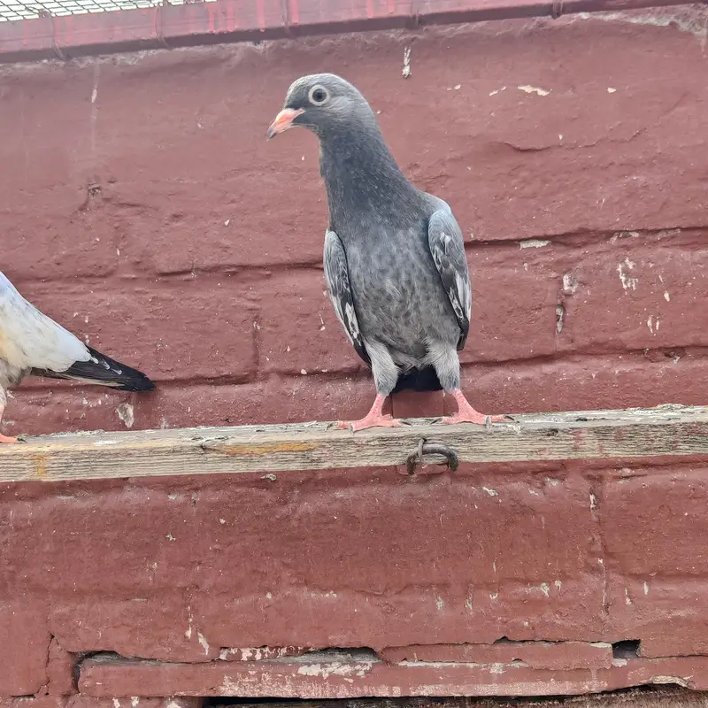 Baby pigeon fir sale only 1500 pr — photo 4