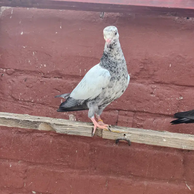 Baby pigeon fir sale only 1500 pr — photo 5