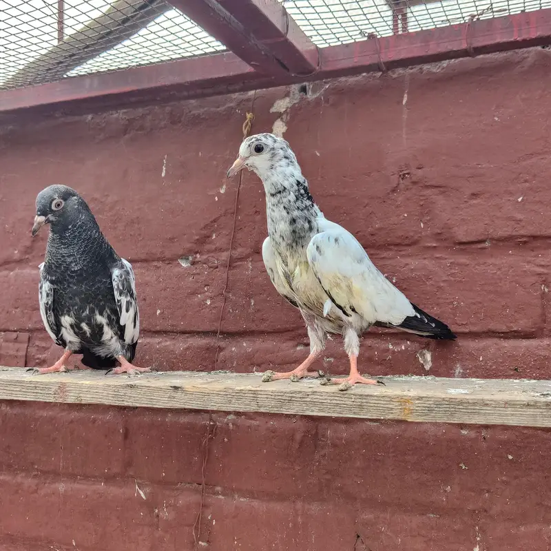 Baby pigeon fir sale only 1500 pr — photo 6