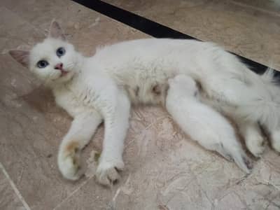 CAT female