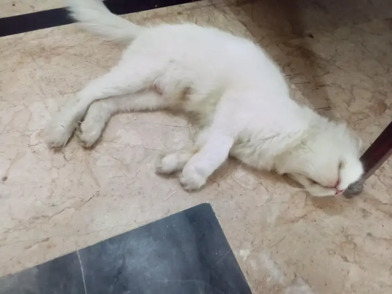 CAT female — photo 2