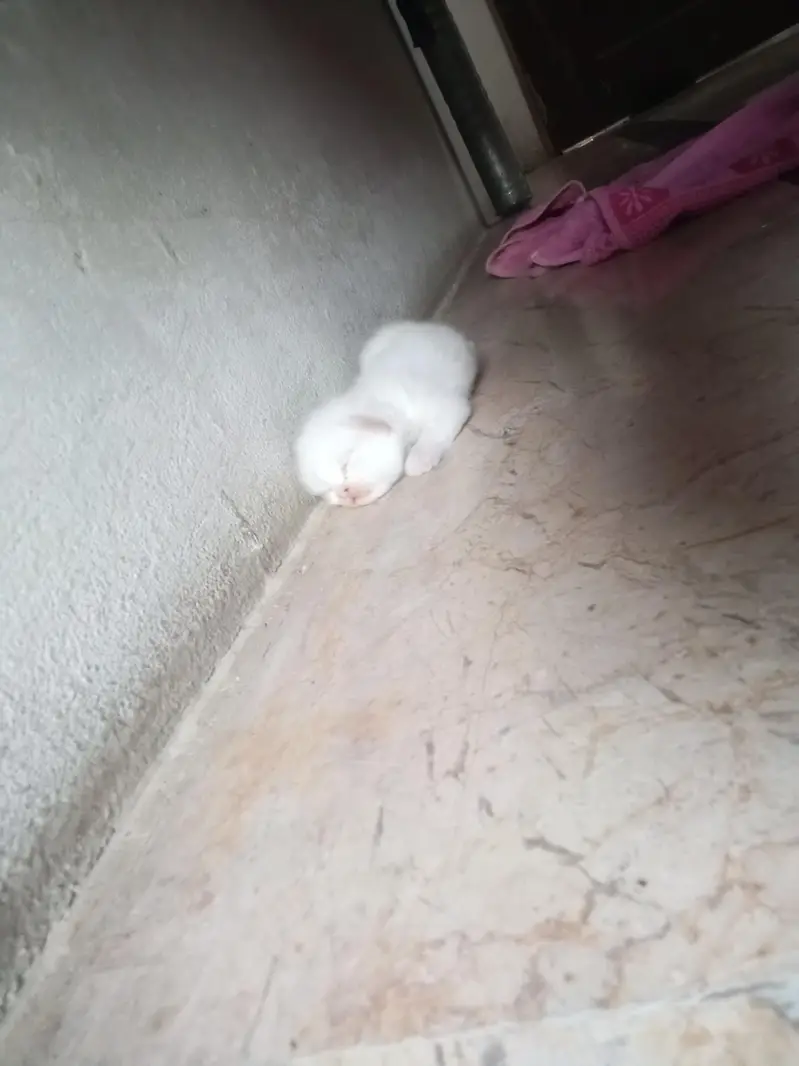 CAT female — photo 3