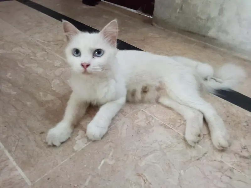 CAT female — photo 4